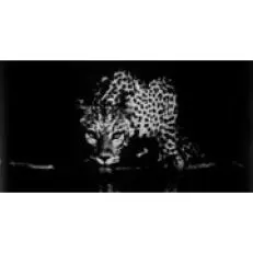 אוסף טייטינגר טייטינגר מאת סבסטיאו סלגאדו