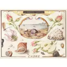 מלכת הים קאדר אלברינו