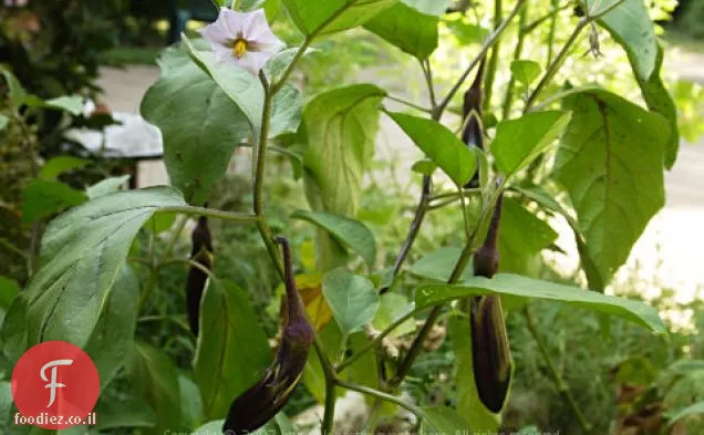 מרק גמביה גינה